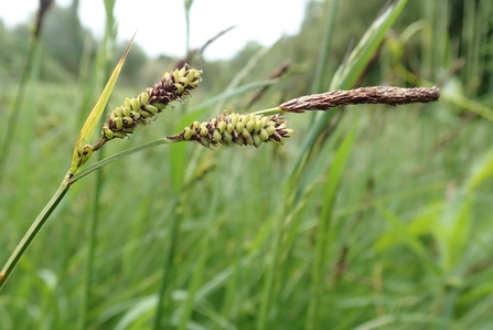 Close up of the seed head of a Scarce Tufted-sedge. They are cylindrical made up of lots of round seeds with pointed edns facing outwards. Most of the seeds are green but some are turning brown over time.