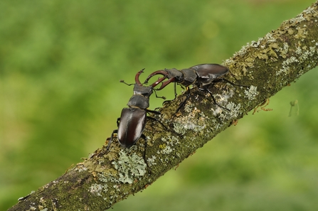 Two beetles with reddish-brown bodies using their massive antler-like jaws to fight on a lichen covered branch.