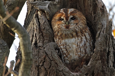 A mottled reddish-brown owl, with a paler belly. It has a big, round head, rounded wings, large, dark eyes, and a dark ring around its face. It is sitting in a hole in a big, dead tree.