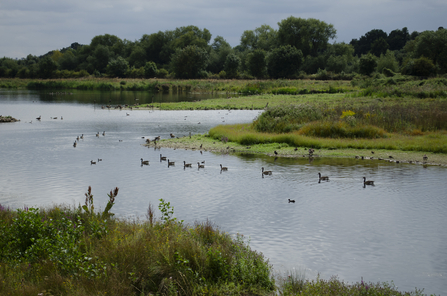 A view across a lake edged with greenery. A variety of geese and ducks are floating on its still waters.