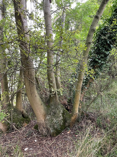 An Ash tree that has been coppiced in the past it is now growing in 4-5 different trunks, joined together at the bottom in a “stool”.
