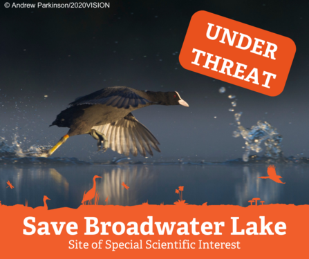 Photo of a coot running across water to take flight. Orange graphics overlaid read "under threat" and "Save Broadwater Lake"