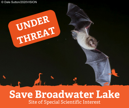 A small to medium-sized bat, with wings outstretched. It has fluffy brownish fur, a pale silver-grey belly, and a pinkish face. Orange graphics overlaid read "under threat" and "Save Broadwater Lake"