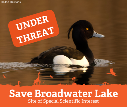 A photo of a black duck with white flanks and a long tuft at the back of the head. Orange graphics overlaid read "under threat" and "Save Broadwater Lake"