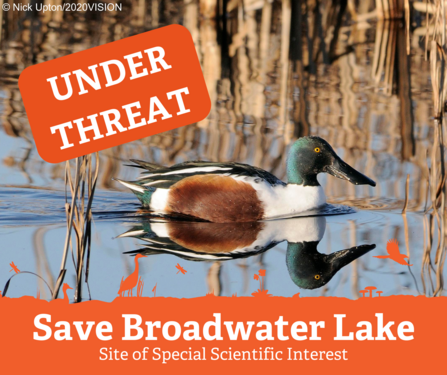A duck with a long, broad 'shovel' shaped bill. It has a dark green head, white breast and orangey-brown sides. Orange graphics overlaid read "under threat" and "Save Broadwater Lake"