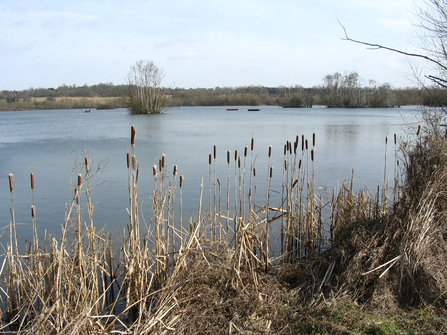 A view out over a large, irregularly shaped lake from a bank on which dry brown reeds are growing on a winter's day. Dotted amongst the blue waters are wooded islands.