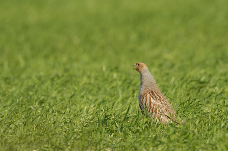 A grey partridge calling from a field of winter wheat