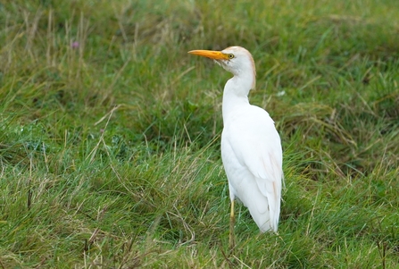 A small, white heron with a bright yellow bill and beige feathers on the crown, lower back and chest standing in a grassy field. 