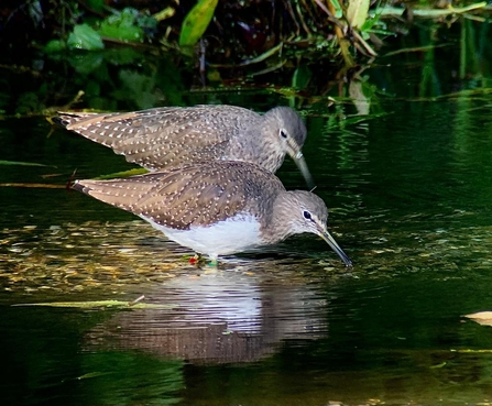 Two blackish-green birds with a bright white belly and a white rump. They have medium-length, straight, black bills and dark green legs and are standing amongst underwater plants foraging for invertebrates. 