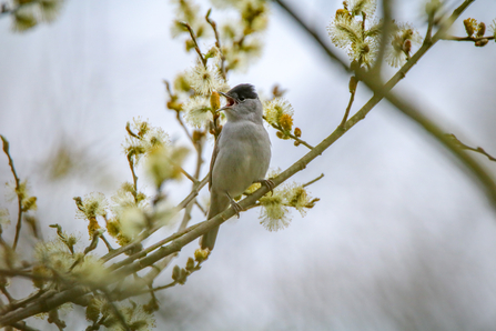 A medium-sized, dark grey warbler with a characteristic black cap (patch of black feathers on the top of its head) sitting on a branch singing with its beak open. 