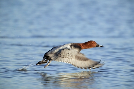 Duck flying low over open water