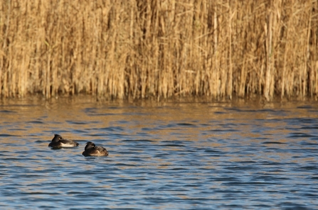 Two black ducks with white flanks, bright yellow eyes and a long tuft at the back of the head floating on a lake with their beaks tucked under their wings.