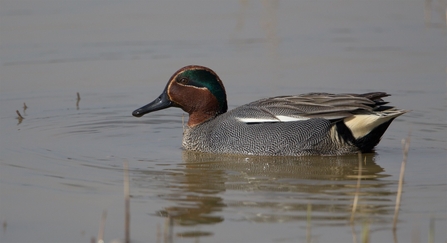 A grey duck, with a speckled breast, a yellow-and-black tail, a chestnut-coloured head and a bright green eye patch floating on a reservoir.