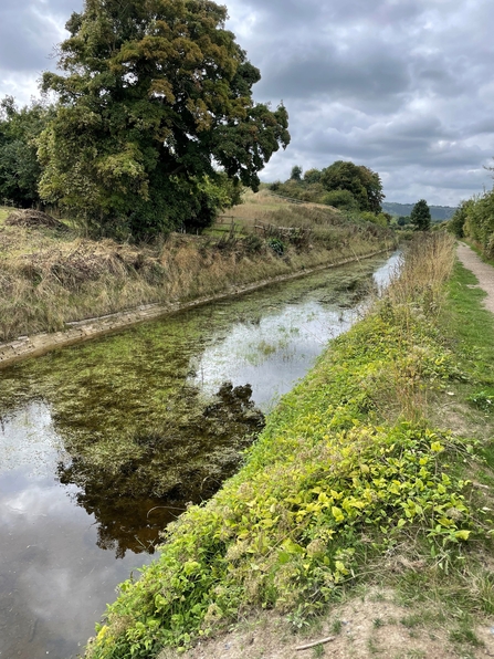 A straight canal with lush dark green aquatic plants growing in it. To one side is a gravel path edged with grass and a mixed hedgerow, to the other the farmland is divided by wooden fences and a large tree sits on the edge where the fences meet.