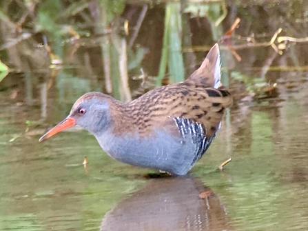 A bird with grey body, with black and brown streaked upperparts and black and white barring on the flanks. It has a long, red bill and pale pink legs. 