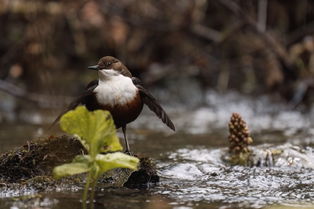 Dipper