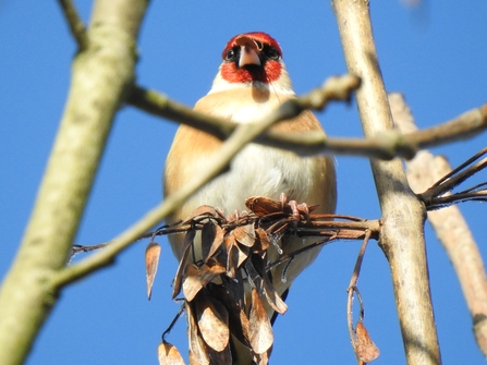 Goldfinch