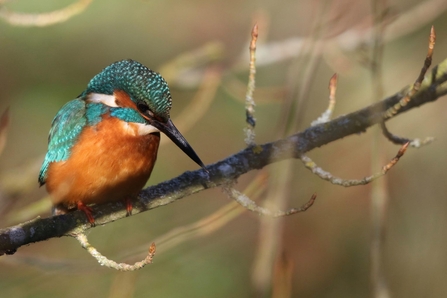 Kingfisher