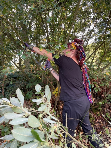 Willow coppicing 