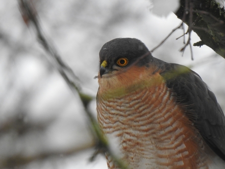 Sparrowhawk