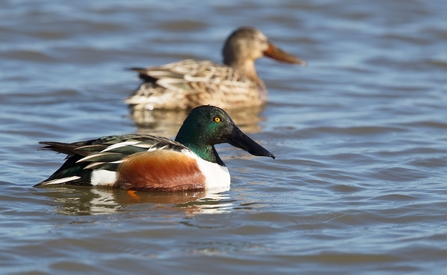 Shoveler