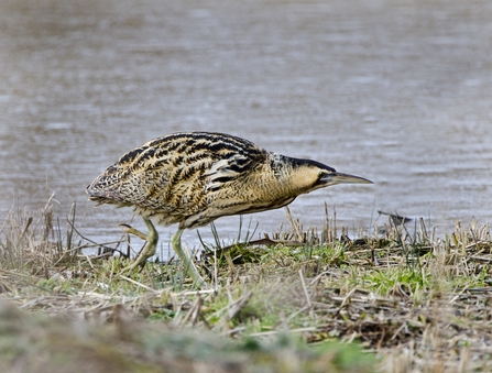 A Bittern with pale brown plumage, streaked with beige and black markings standing amongst yellow-brown reeds.