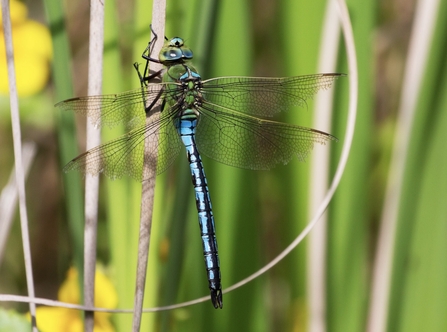 Emperor Dragonfly 