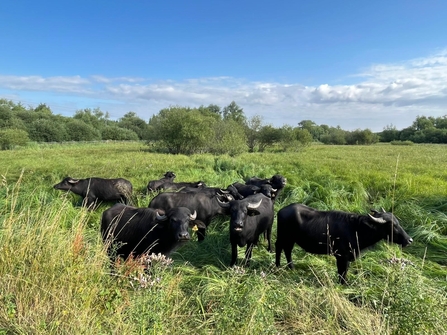 Water Buffalo at Thorley Wash