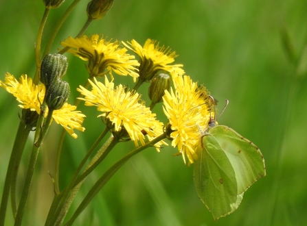 A large butterfly with a greyish body and characteristically veiny and pointed wings sitting on a bright yellow Dandelion flower