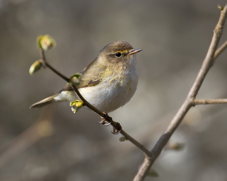 A small delicate bird that is dull green above and pale yellow below, with an off-white belly and a short eyebrow stripe. 
