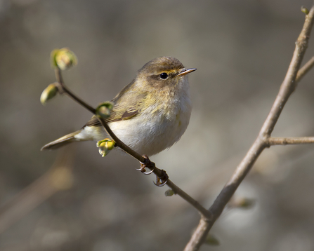 A small delicate bird that is dull green above and pale yellow below, with an off-white belly and a short eyebrow stripe.