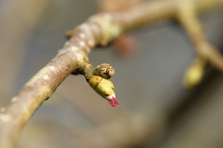 Hazel flowers