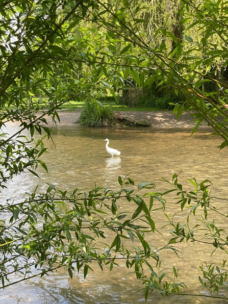 Little Egret on River Gade 