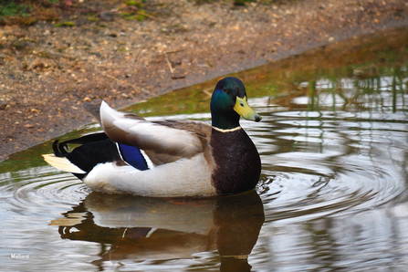 Mallard