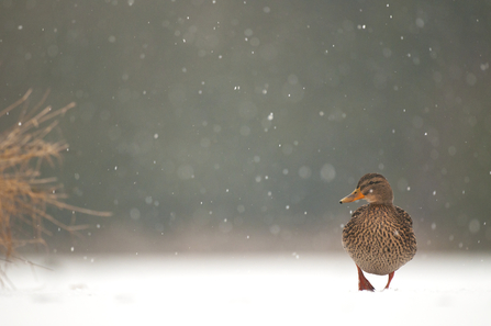 Female Mallard