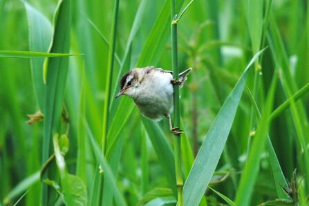 Sedge Warbler
