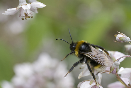 Vestal Cuckoo Bee 