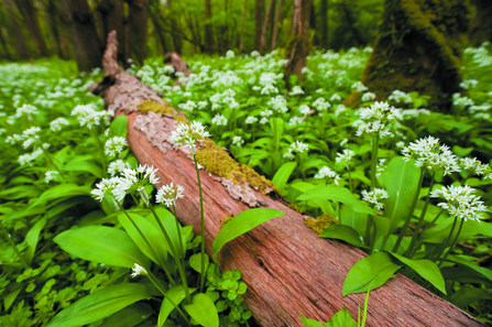 rounded clusters of Wild Garlic - star-like, white flowers borne on straight green stems - growing around a dead log in a woodland in spring