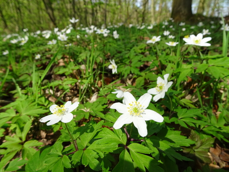 A close up of some Wood Anemones (low-growing plants, with six to seven large, white or purple-streaked 'petals' (which are actually its sepals), surrounding a cluster of distinctive yellow anthers.)