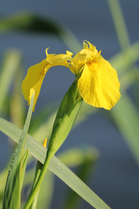 Yellow Iris