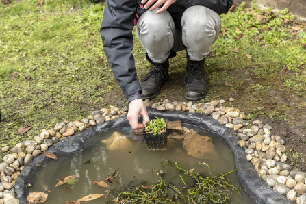 Creating a pond