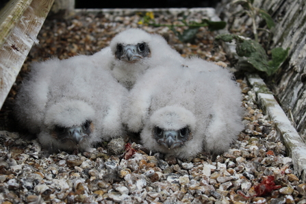 2023's Peregrine chicks on the nest tray at St Albans Cathedral