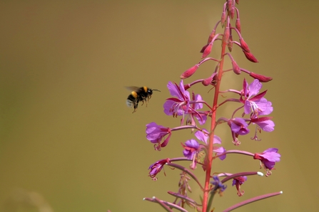 Bee at Frogmore Meadows 