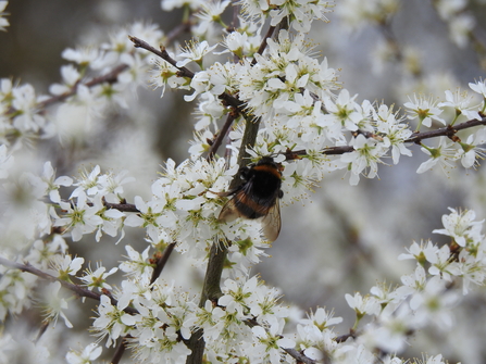 Yellow and black striped bumblebee with a white tail sitting on a many twigged branch of flowering Blackthorn
