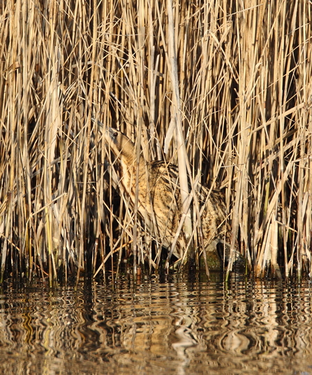 Bittern at Amwell 