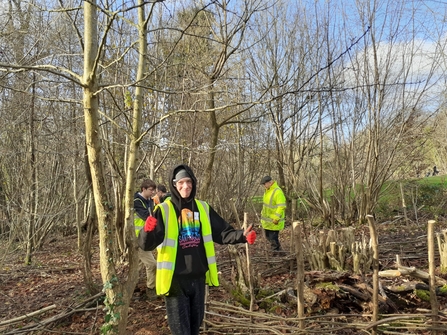 Youth volunteers making baskets for coppice stools to prevent deer from eating them