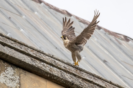 Peregrine Falcon on St Albans Cathedral 