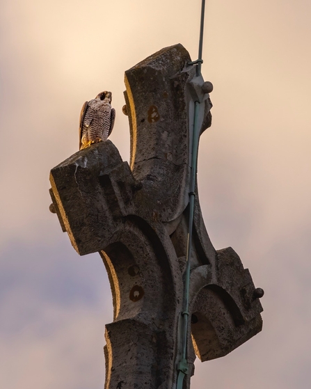 Peregrine on a cross at sunset