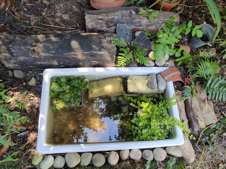 Small Garden Pond