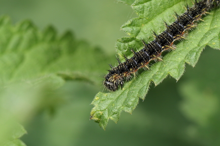 Small Tortoiseshell Caterpillar on Stinging Nettle leaf